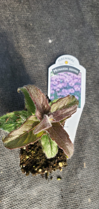 Sugar Buzz Blue Moon Beebalm Monarda Didyma