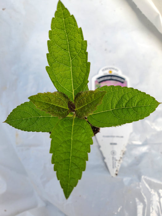 Eupatorium Euphoria Ruby Joe pye Weed