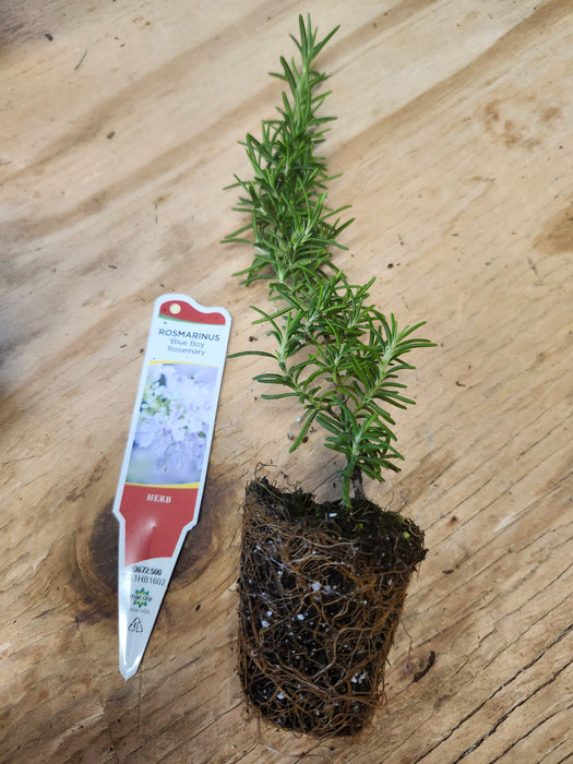 Rosmarinus Blue Boy Rosemary