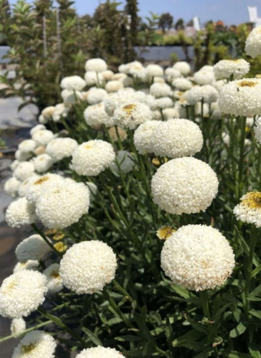 Leucanthemum Realflor Real Tiny Bubbles