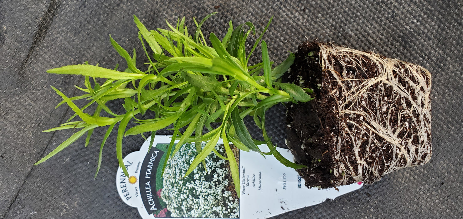 Peter Cottontail  Achillea ptarmica