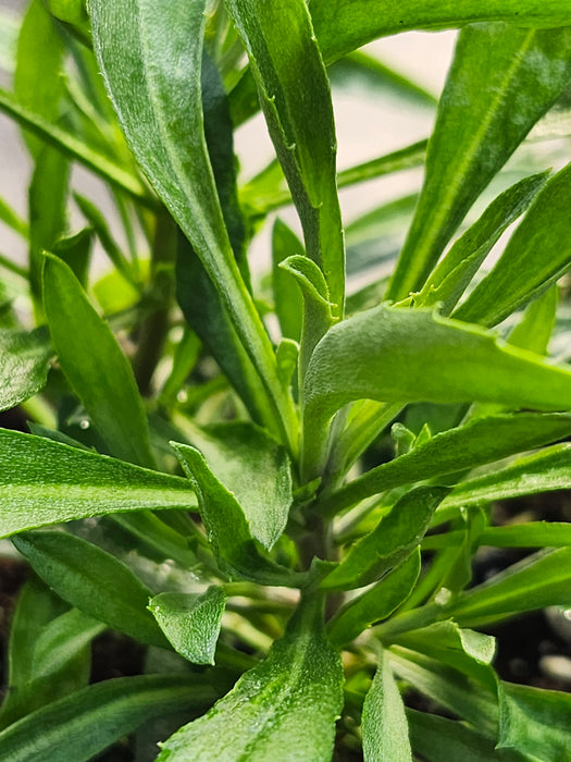 Erysimum Winter Orchid