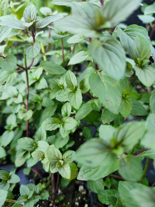 Black Mitcham Peppermint