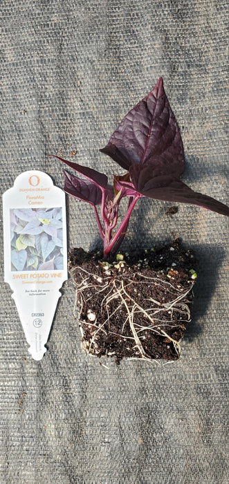 FloraMia Cameo Sweet Potato Vine