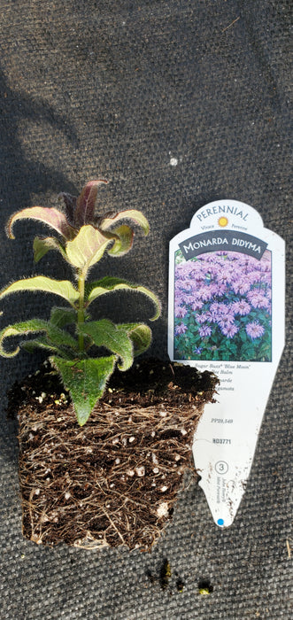 Sugar Buzz Blue Moon Beebalm Monarda Didyma