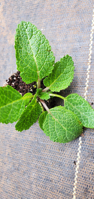 Salvia Heirosolymitana