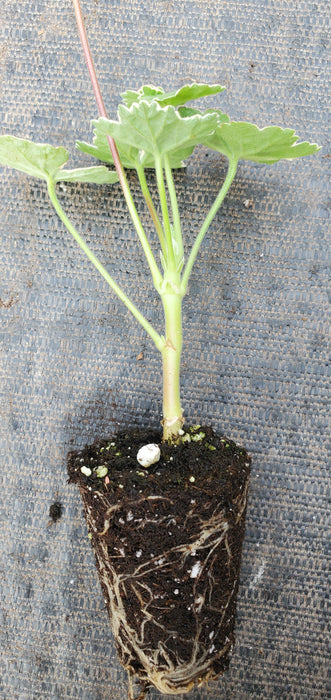 Pelargonium Platinum