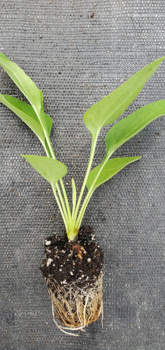 Alan's Pride Echinacea