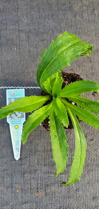 Realflor Real Winner Shasta Daisy Leucanthemum