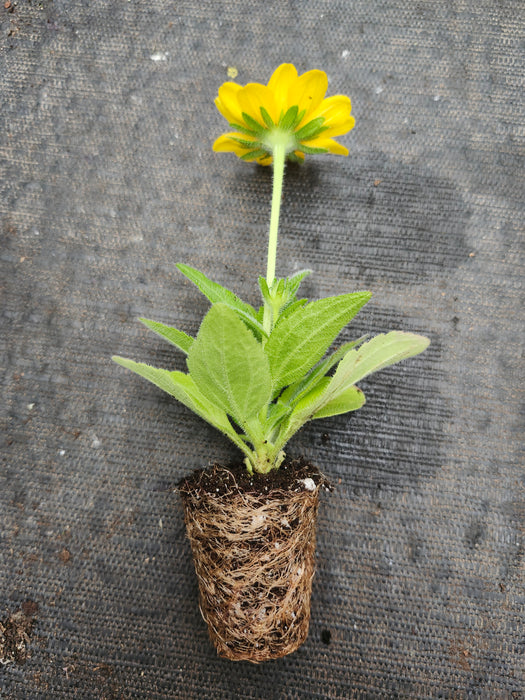 Rudbeckia Tablemate