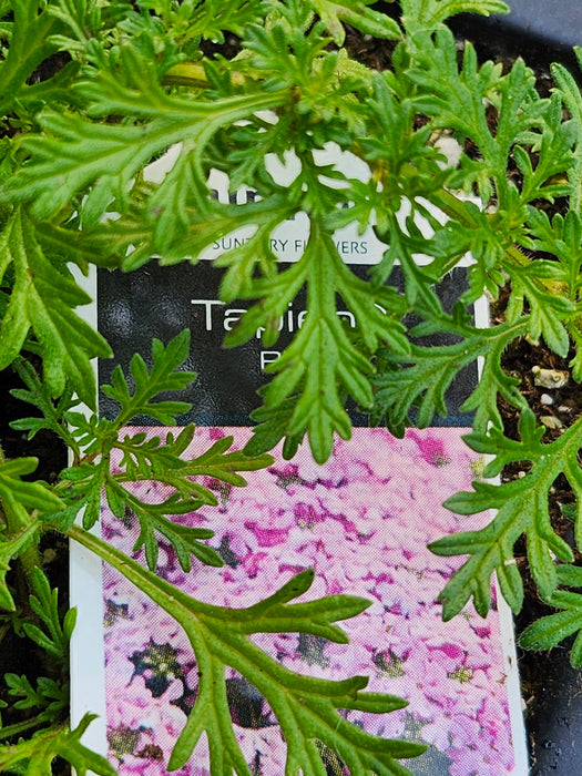 Tapien Pink