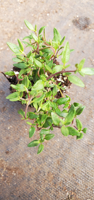 French Thyme