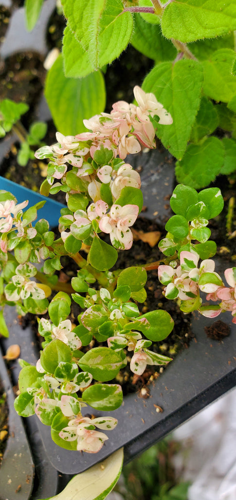 Pilea Microphylla Artillery Plant — Gingers greenhouse