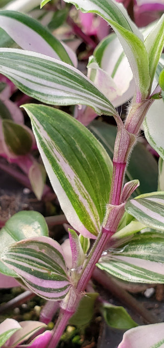 Pink Variegated Bolivian Tradescantia