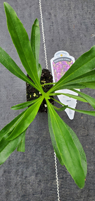 Summit Sweets Purple Penstemon Hybrid