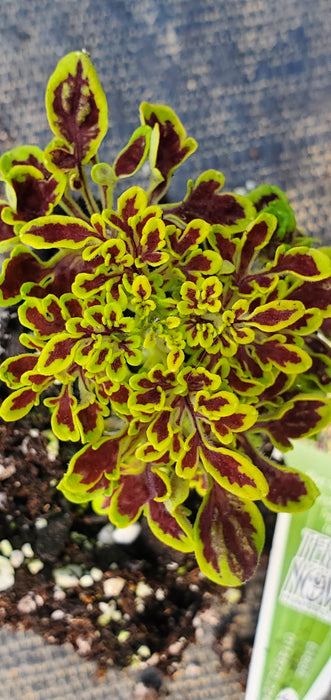 Tidbits Tammy Coleus