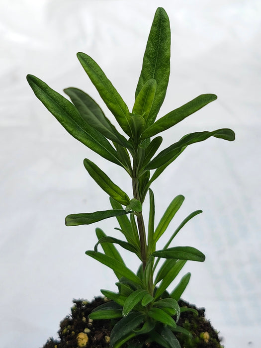 Georgia Savory Clinopodium Georgianum