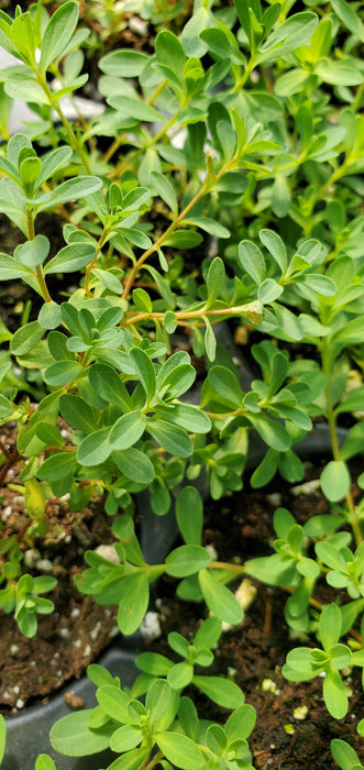 Hypericum perforatum starter plant  st. John's wort