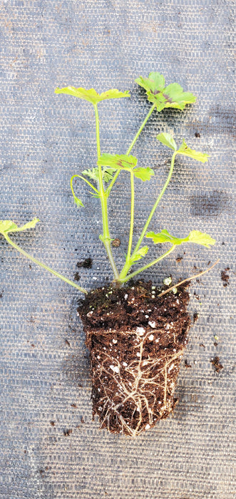 Upright Coconut Pelargonium Elongatum
