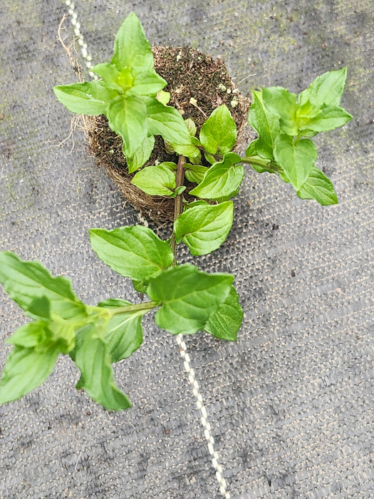Sweet Lime Mint