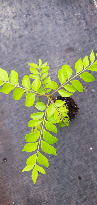 Curry Leaf Plant Murraya Koenigii
