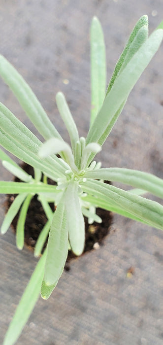 Lavender Abrialli