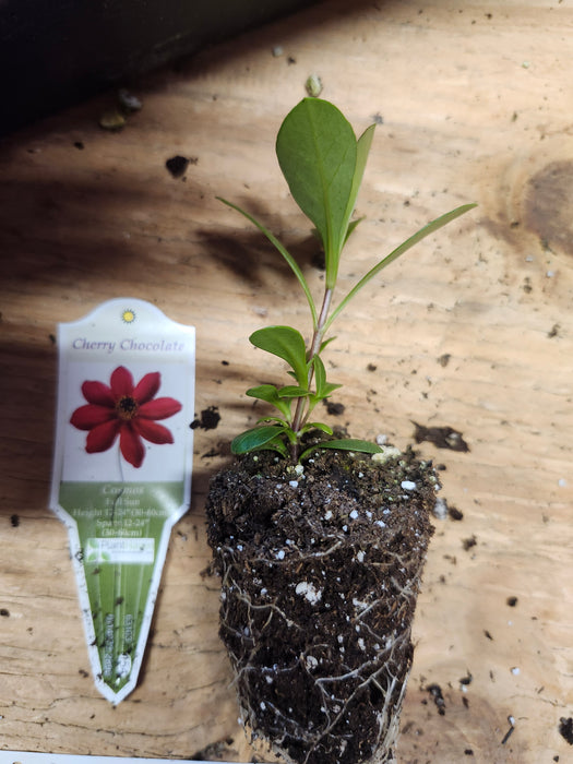 Cherry Chocolate Cosmos