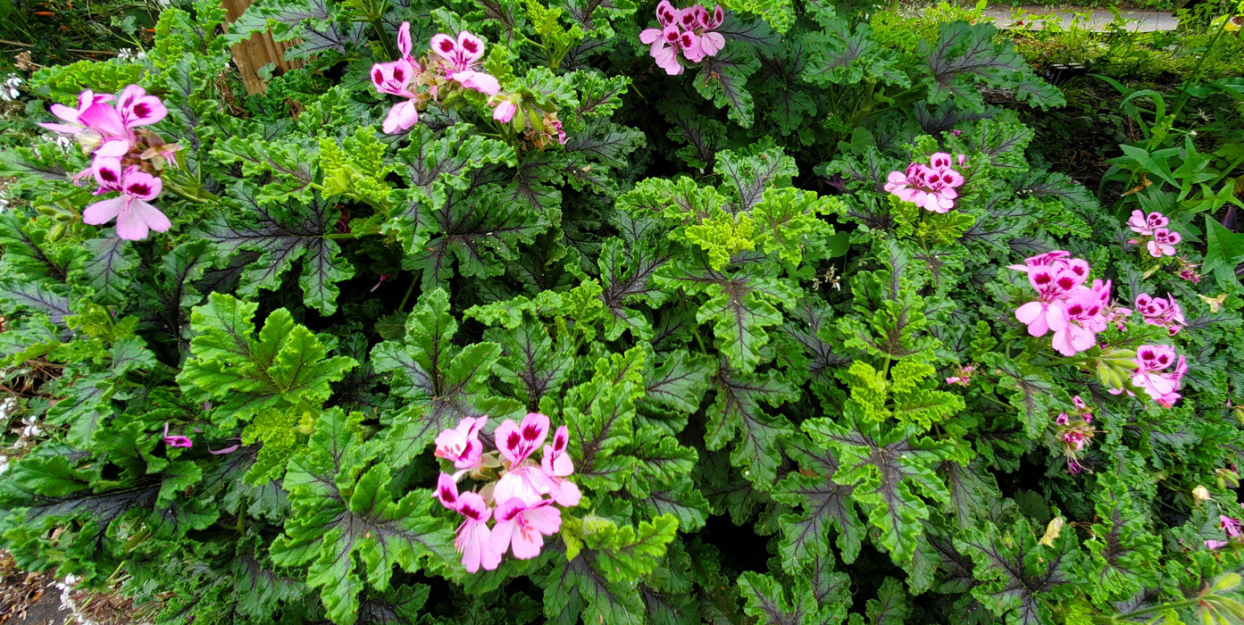 Scented Geranium Quercifolia