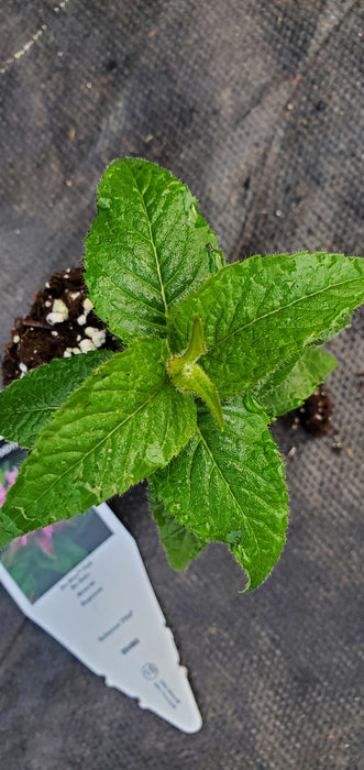 Bee-Mine Pink Monarda didyma