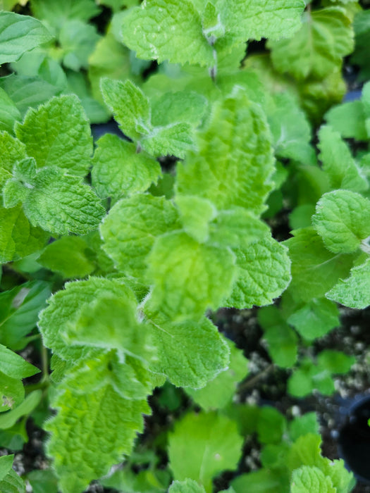Wrigley's Spearmint