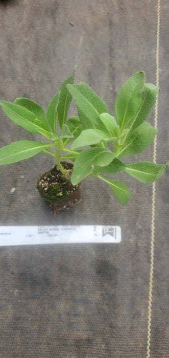 Salvia Apiana Compacta