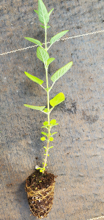 Salvia Melissodora Grape-scent
