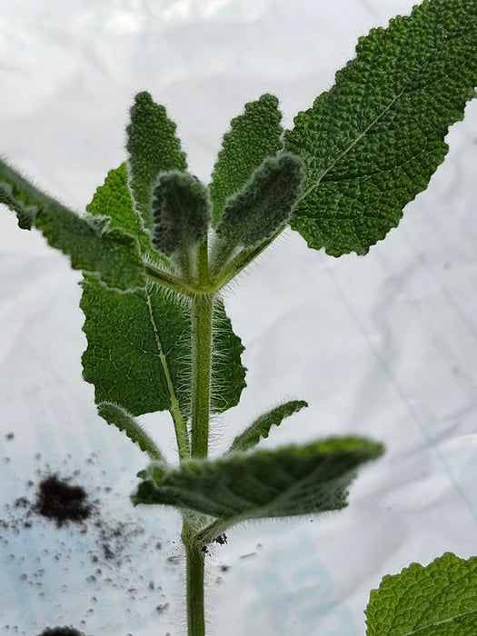 Salvia Dominica