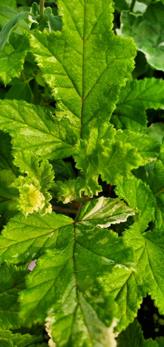 Dappled Oak Pelargonium