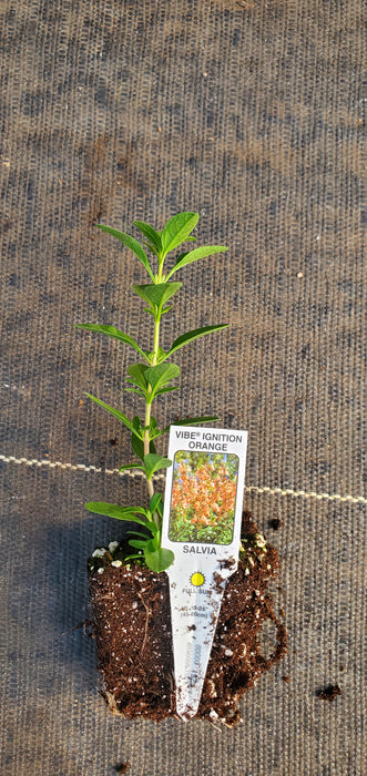 Vibe Ignition Orange Salvia