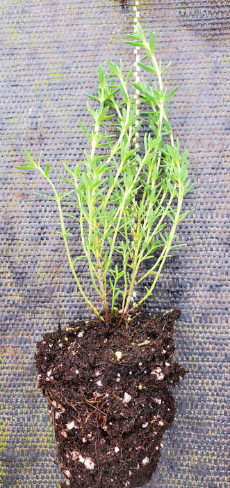 Moonlight Thyme Leucotrichus