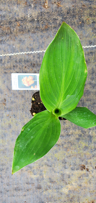 Cannova orange Canna lily