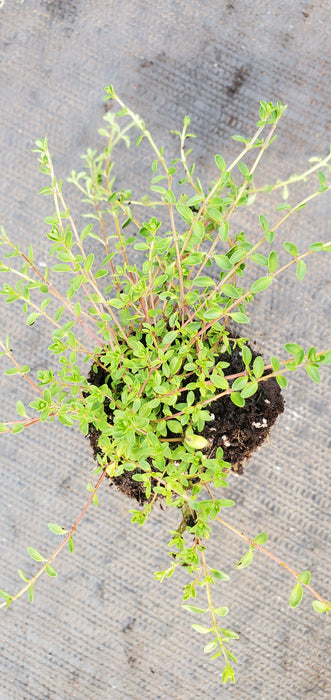 Thyme Purple Carpet