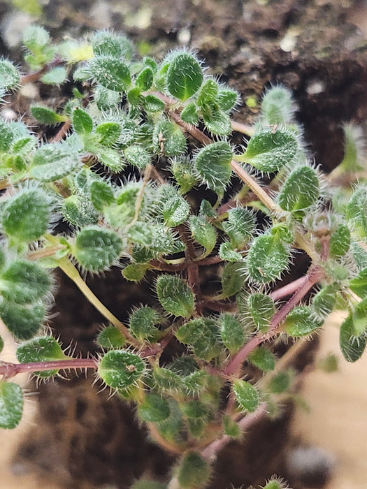 Thyme Praecox Woolly