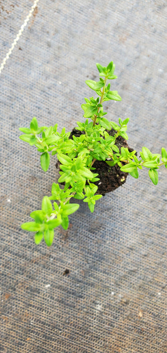 Passion Pink Thyme
