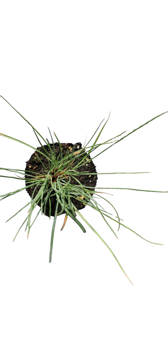 Festuca Elijah Blue