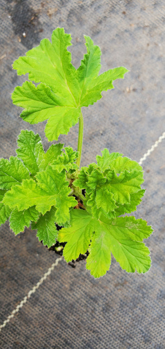 Clorinda Pelargonium