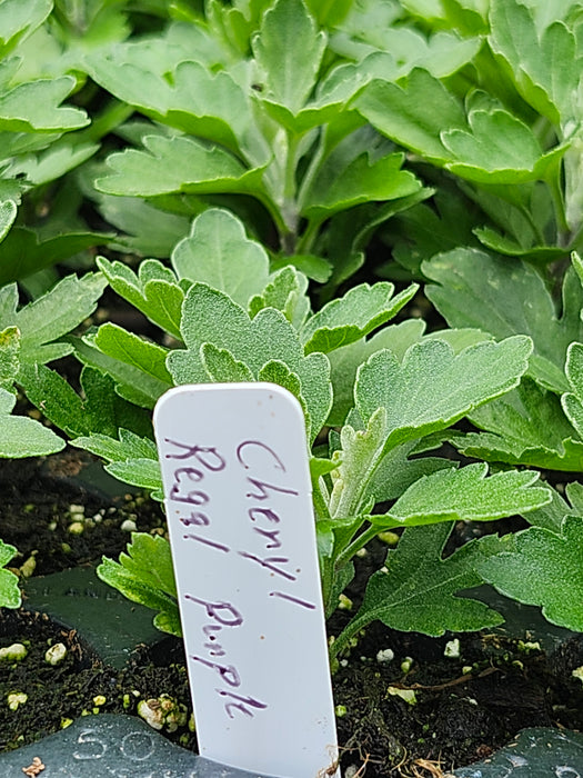 Cheryl Regal Purple Chrysanthemum