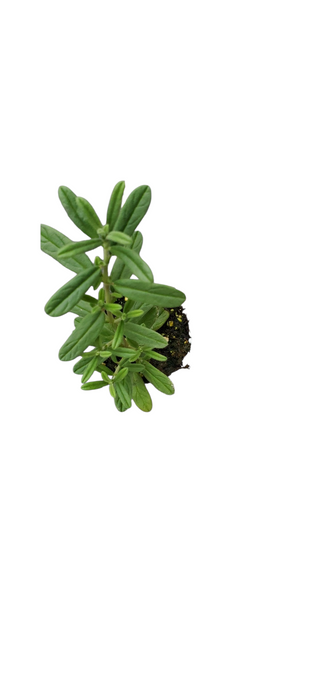 Helianthemum Ben Hope