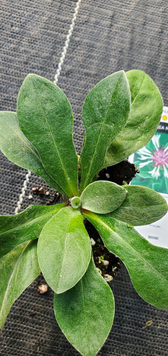Amethyst in Snow Mountain Bluet Centaurea Montana