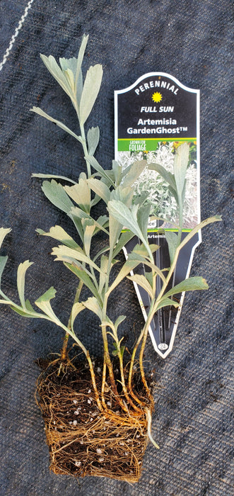 Artemisia GardenGhost