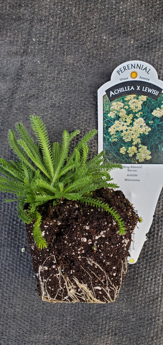 King Edward Achillea x lewisii Yarrow