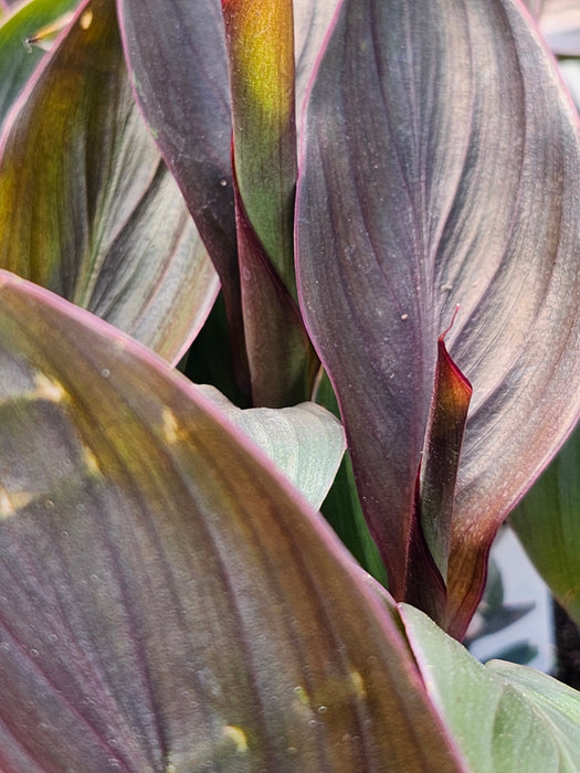 Cannova Bronze Peach Canna Lily