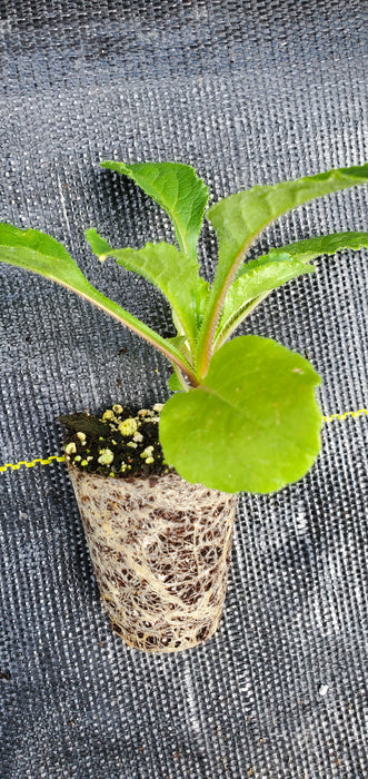 Champion II Rose Campanula medium