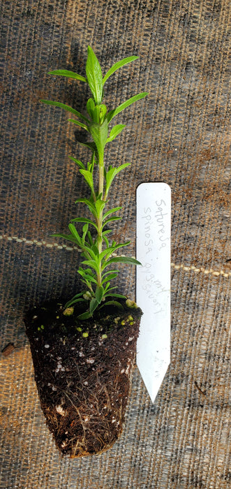 Satureja Spinosa Pygmy Savory